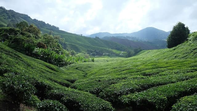 Tea Valley